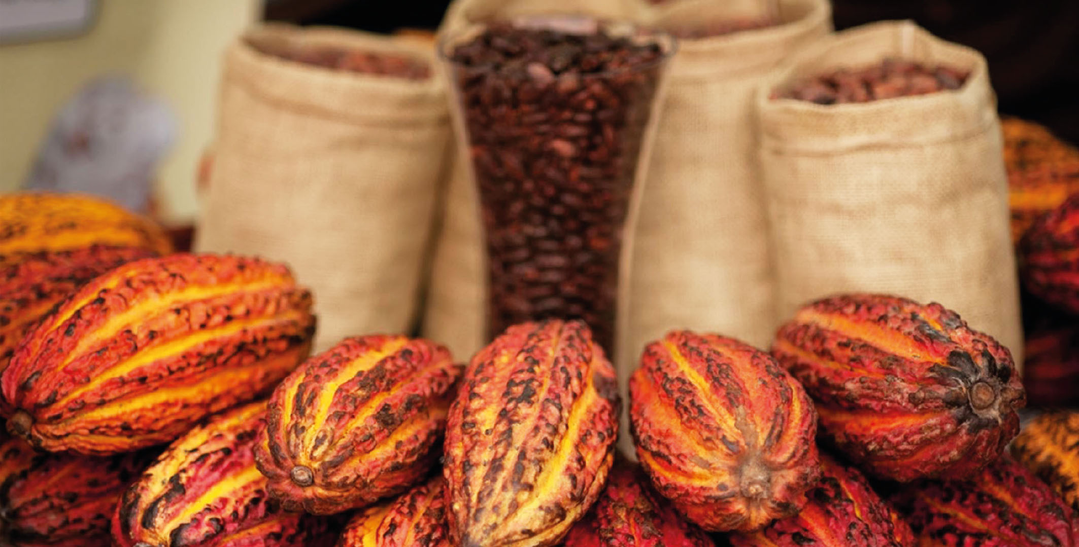 [AUdIO] Este es el mejor momento en la historia para los productores de cacao