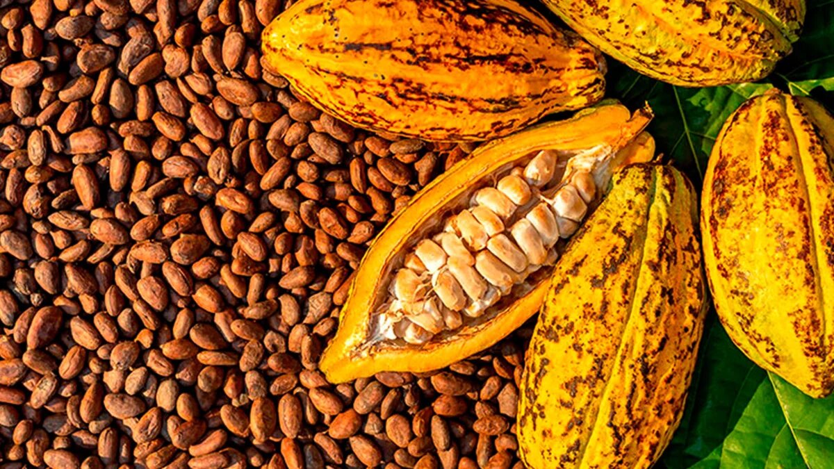 Café, cacao, y turismo, apuestas que se fortalecen en el Huila a través de cooperación Suiza