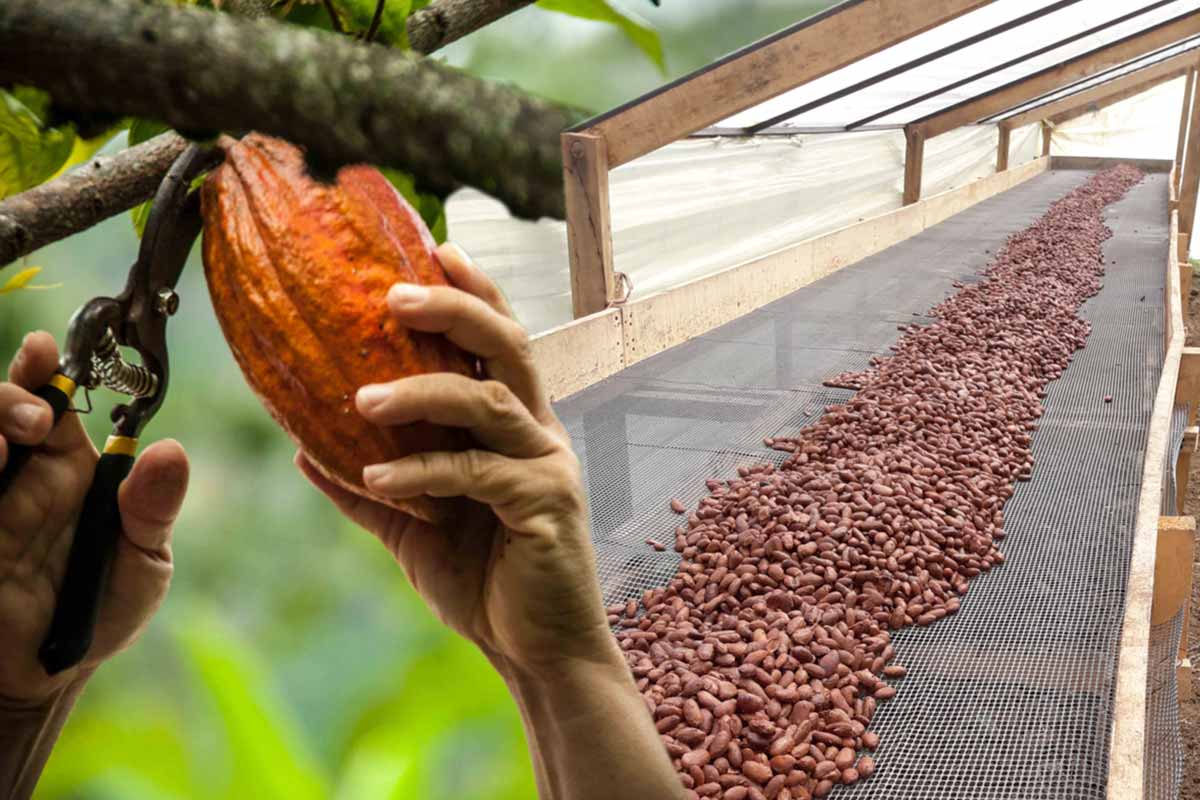 Alarma en el sector cacaotero del Huila
