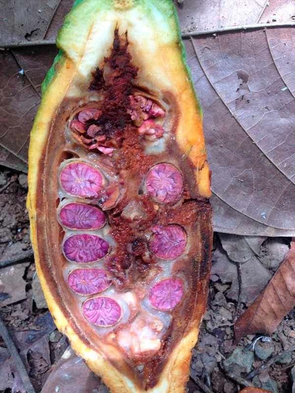 [AUDIO] Cacao en Neiva, afectado con carmenta negra