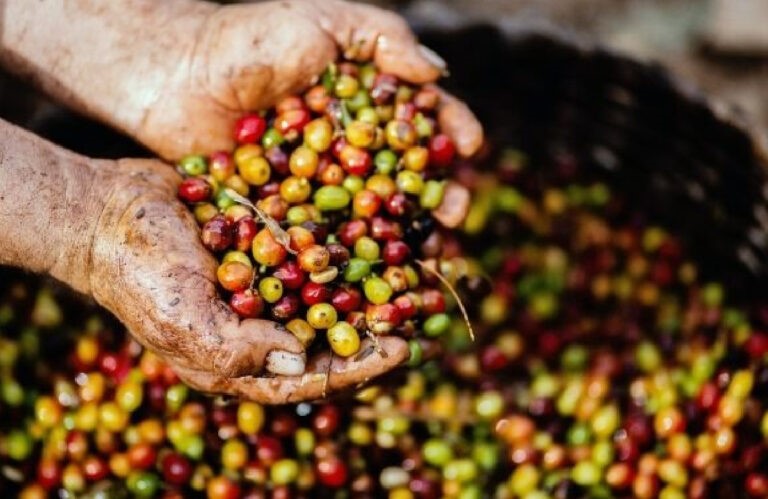 El inicio de la cosecha de café puede ser del 0% al 30%.