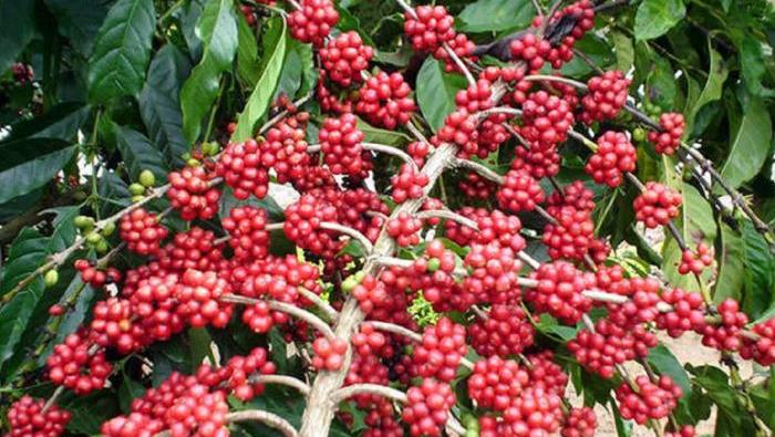 Del 15% a 20% sería el incremento de la producción cafetera en el Huila