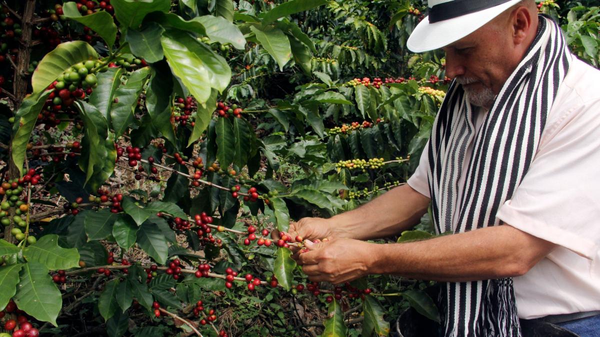 Variación climática no afectará producción de café