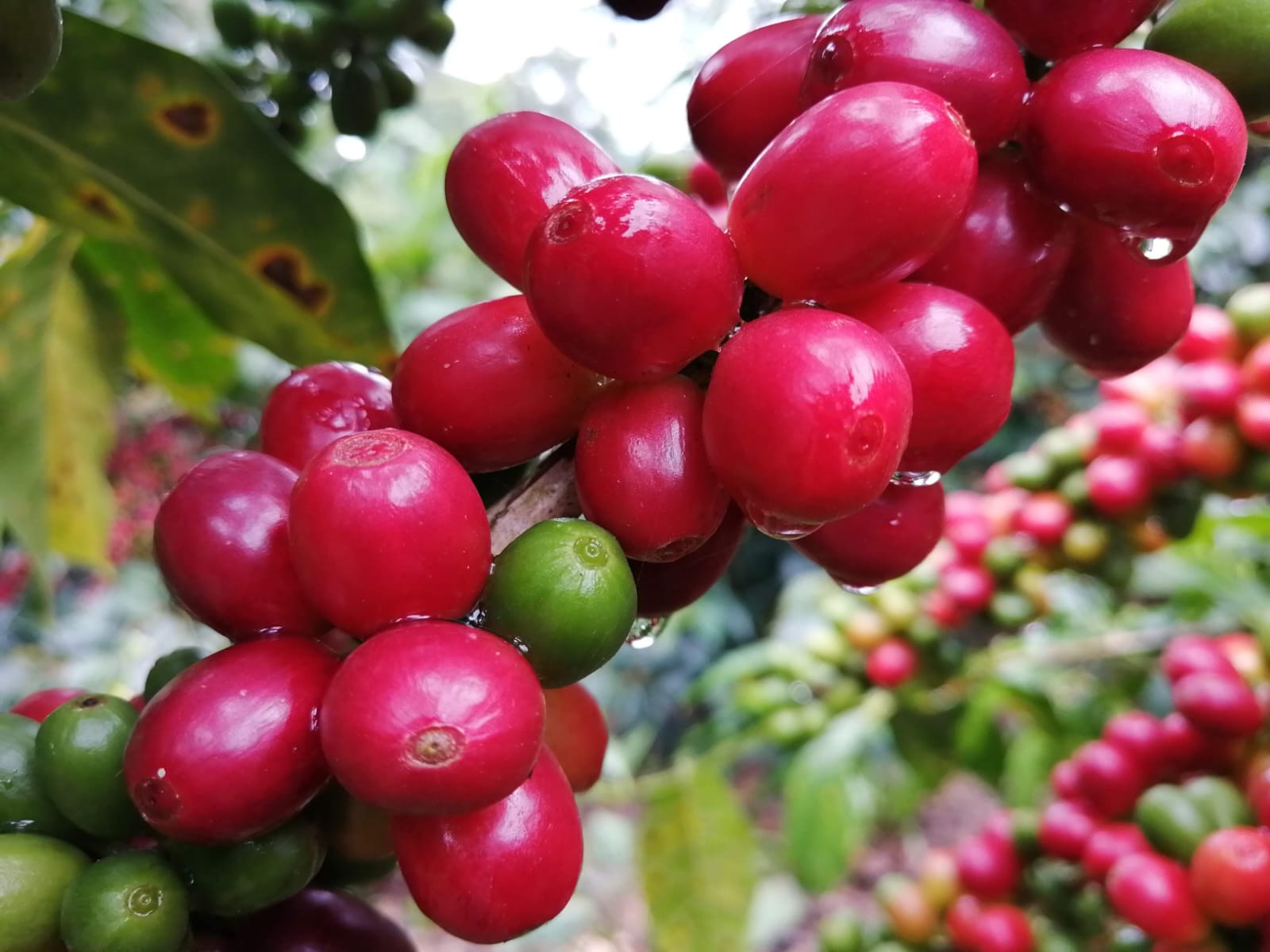 {AUDIO] Inversión a caficultores en el Huila, no están llegando a los productores