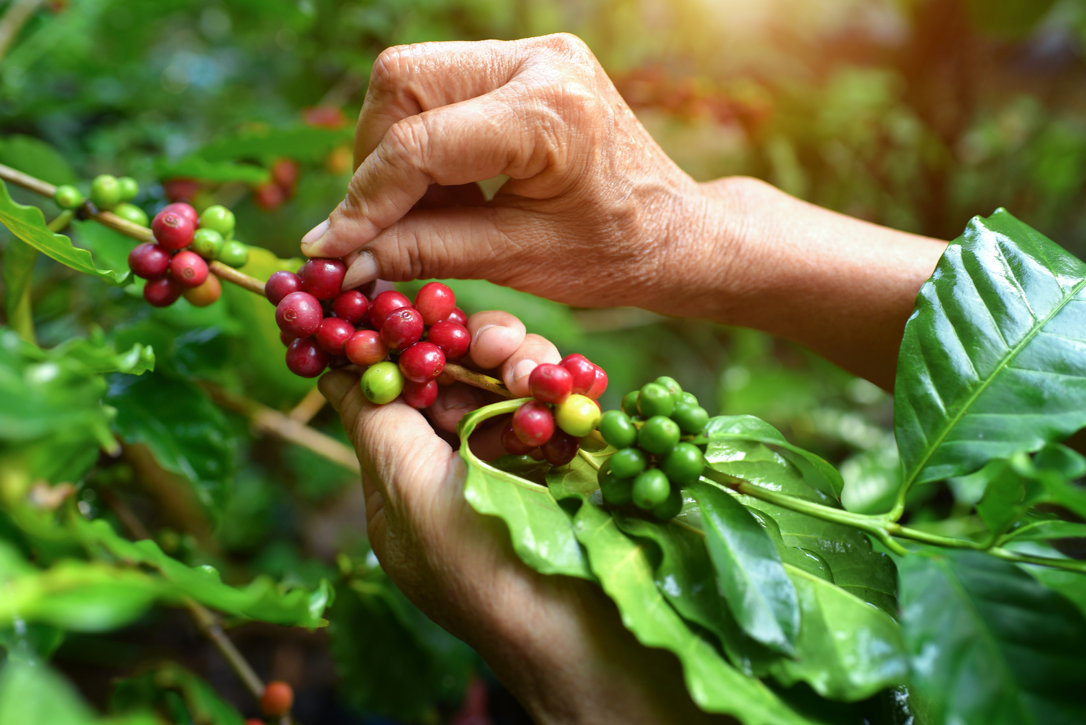 [AUDIO] Cafeteros se encuentran preocupados por los bajos precios y la afectación climática