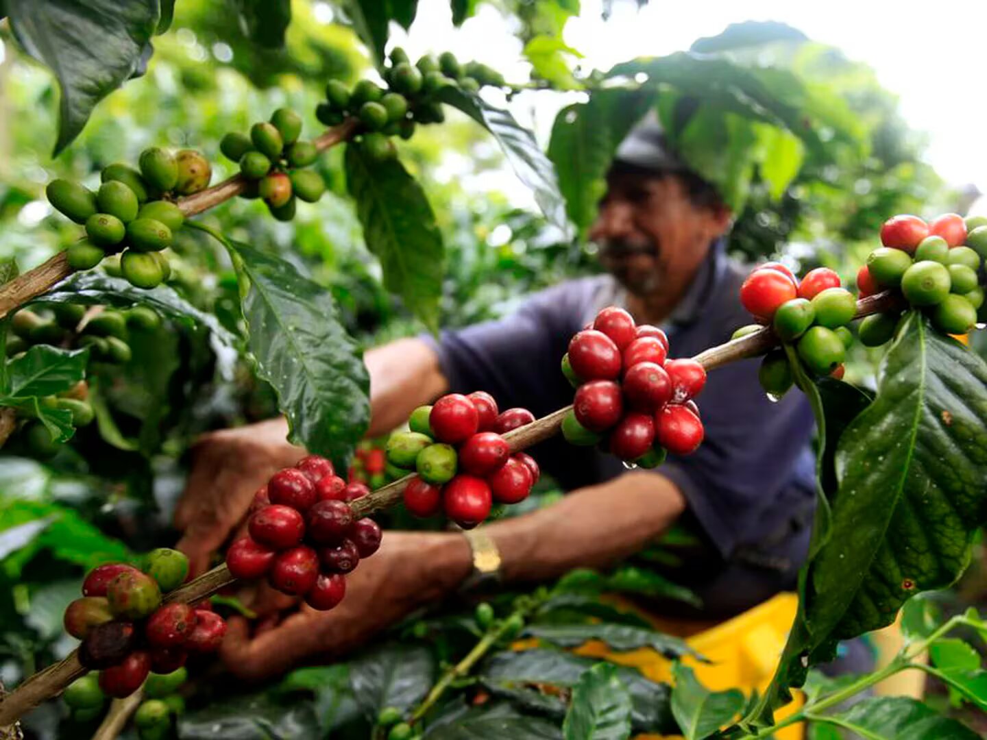 [AUDIO] Anuncian alivios financieros para caficultores