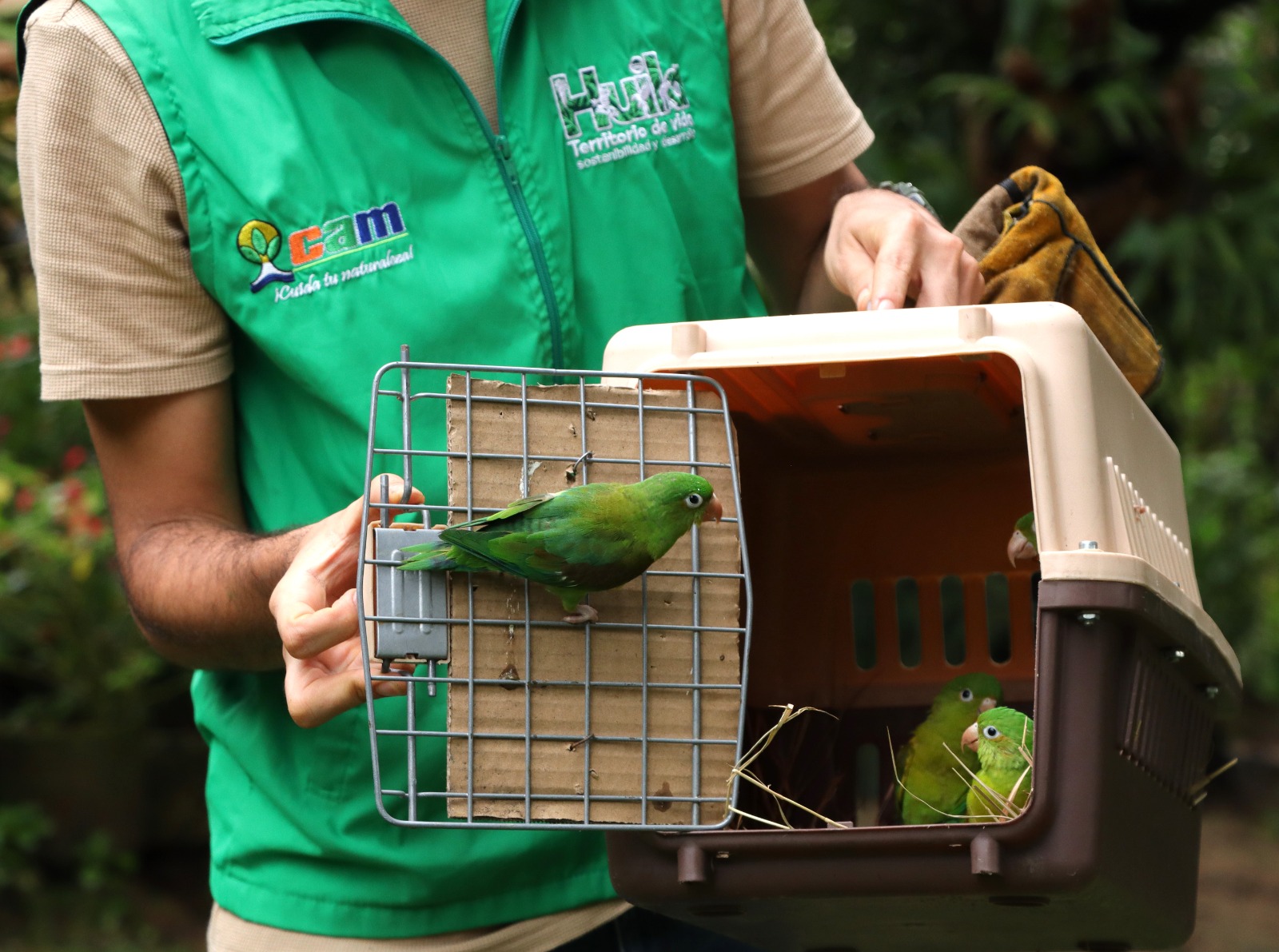 29 animales silvestres regresan a su hábitat en el Huila
