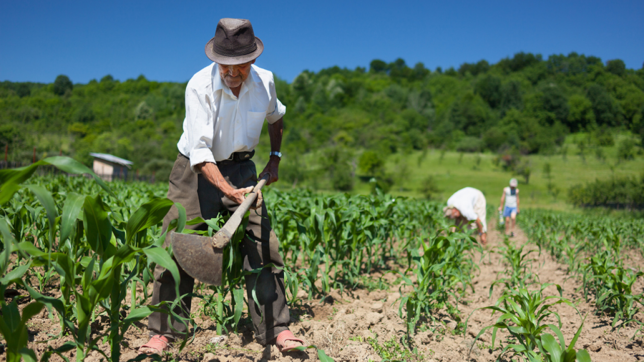 Más de 4 mil hectáreas se han adquirido para campesinos en el Huila