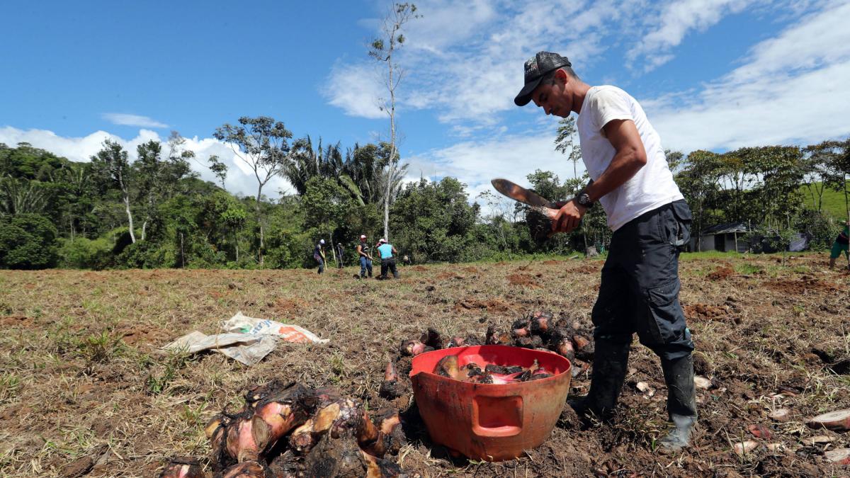 Campesinos en el Huila estan en una crisis sin precedentes