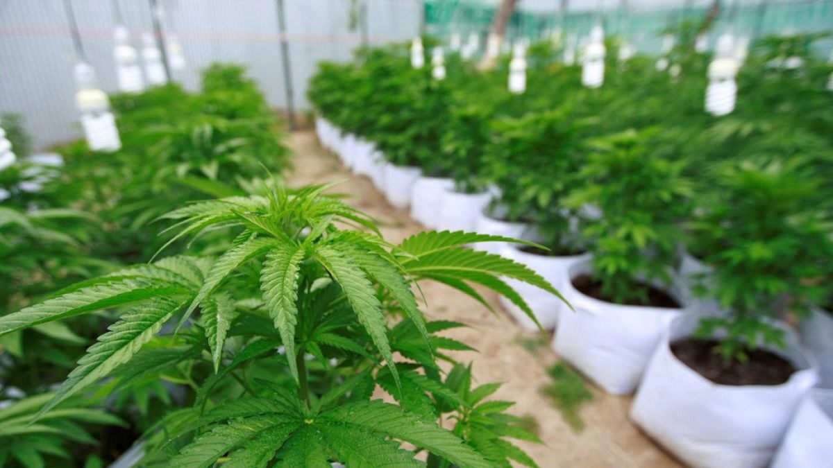 [AUDIO] 23 empresas de Cannabis cierran en el Huila