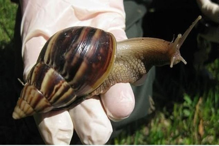 Alarma por incremento de caracol africano en Cundinamarca