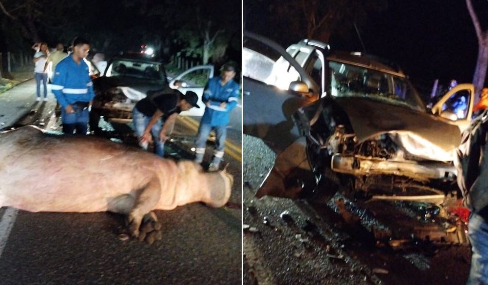 Un Hipopótamo ocasionó un accidente