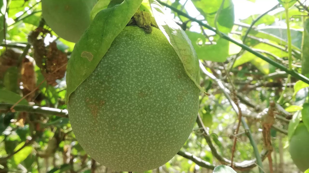 Desplazados están siendo los productores de Cholupa en Rivera