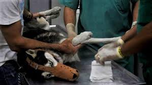 Jornada NO autorizada de cirugías veterinarias .