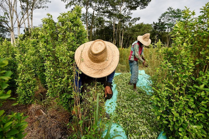 [AUDIO] Colombia el mayor cultivador de coca