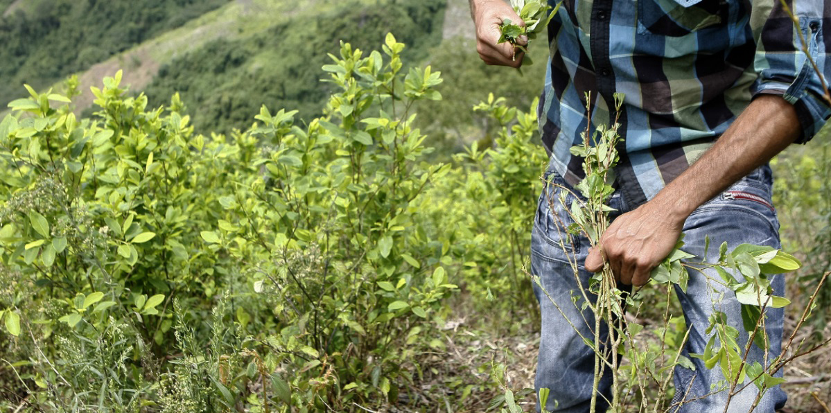 Campesinos cocaleros tendrán nuevo dialogo.