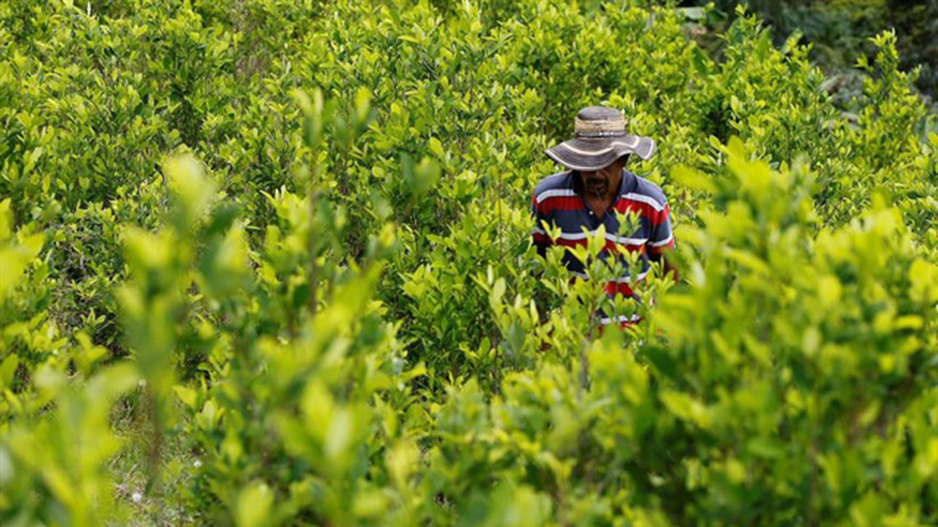 Campesinos dejaran cultivos de coca solo si el gobierno les cumple