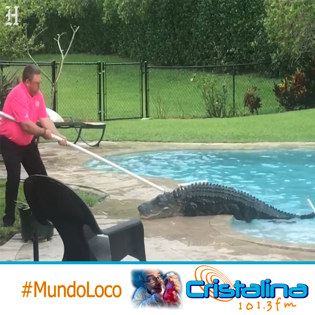 ENCUENTRA GIGANTESCO COCODRILO EN SU PISCINA FAMILIAR