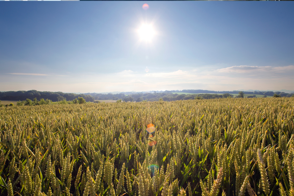 El Niño pone en jaque la producción agropecuaria en Colombia