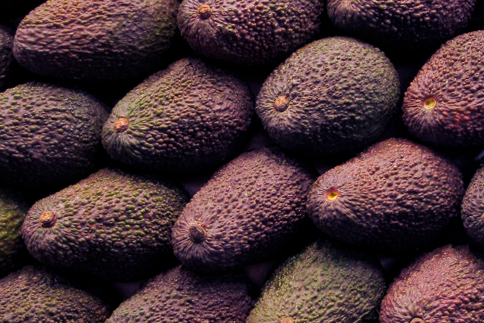 Productores de aguacate Hass en Cundinamarca elevan la calidad con apoyo técnico y ciencia