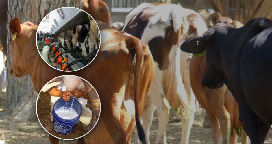 Buscan estabilizar los niveles de producción láctea.