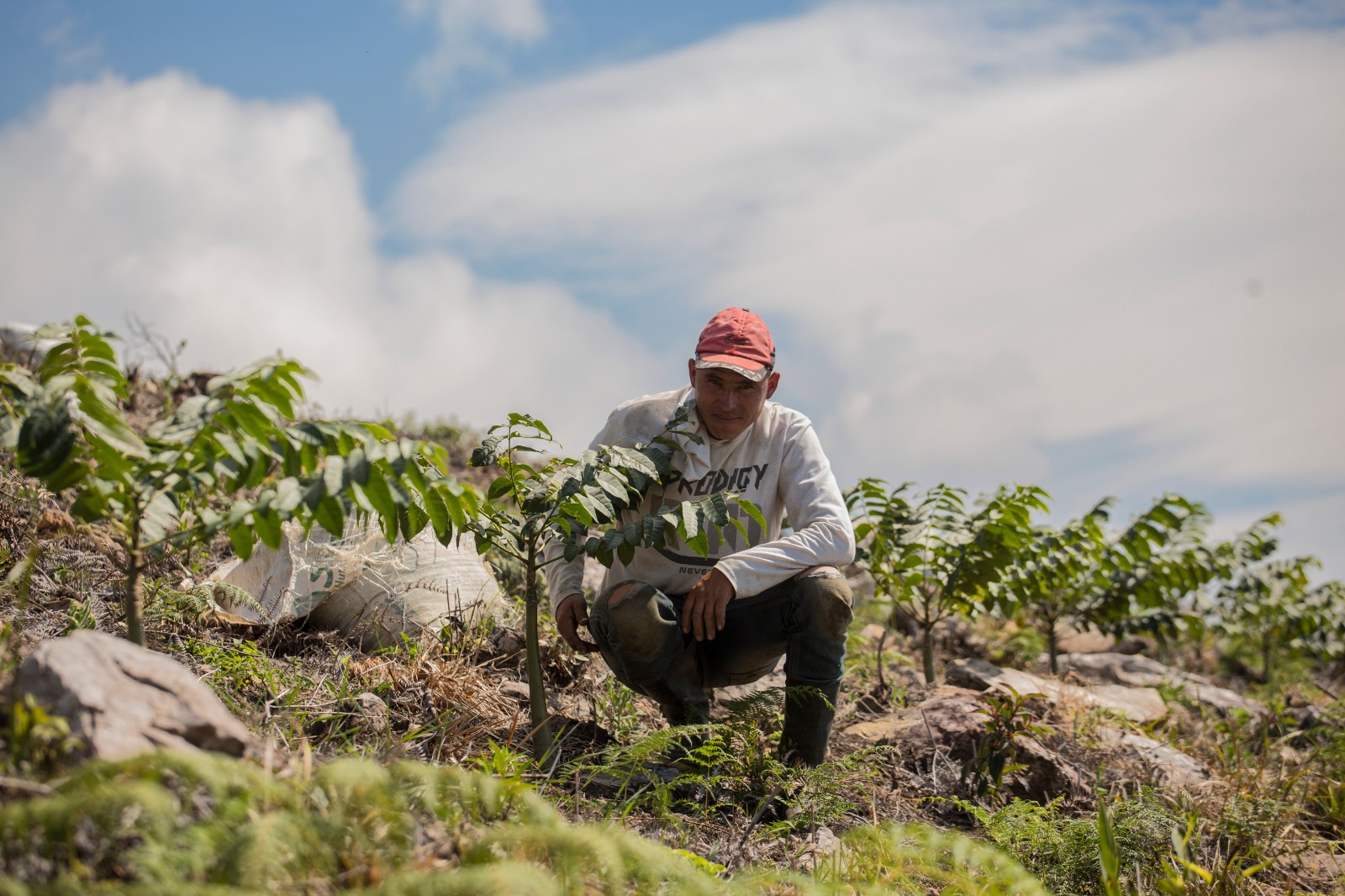 Con más de 227 mil árboles sembrados, avanza Corredor Andino Amazónico
