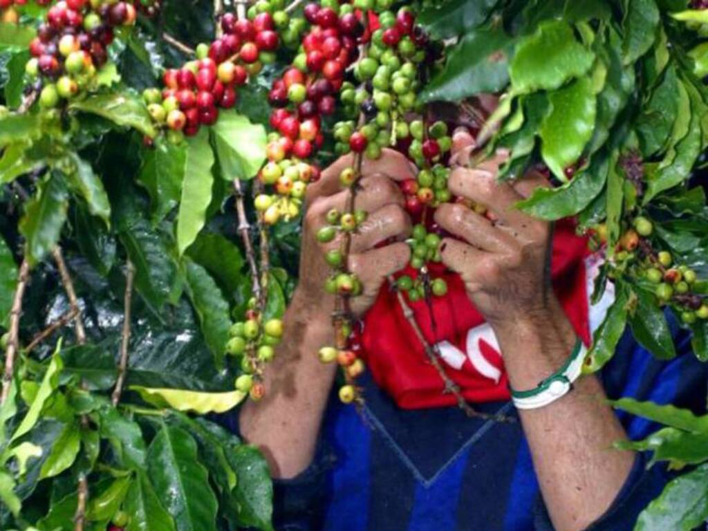 [AUDIO] Listas autoridades para acompañar segunda cosecha de café