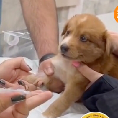 Perrito se vuelve viral por reacción al ser vacunado; llora como un bebé.