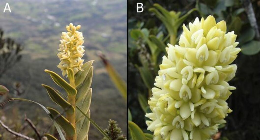 Conozca la nueva orquídea que tiene Colombia; su nombre es por su parecido a una comida