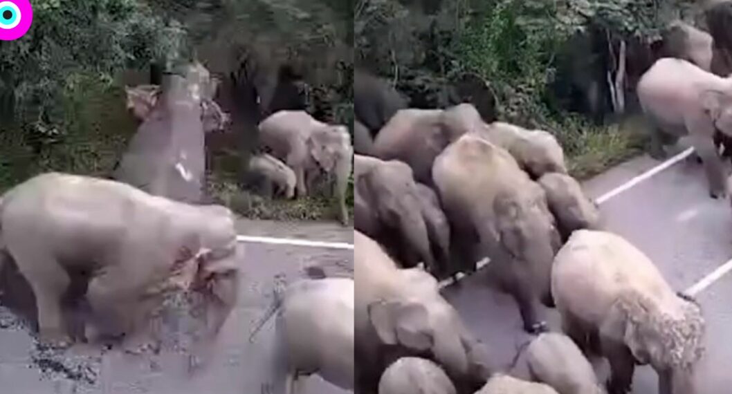 'Dumbo': 65 elefantes se volaron de su casa y pasearon por Tailandia