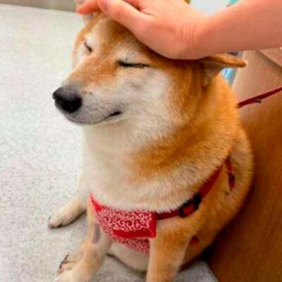Balltze, el famoso perrito del meme, está enfermo y fue hospitalizado