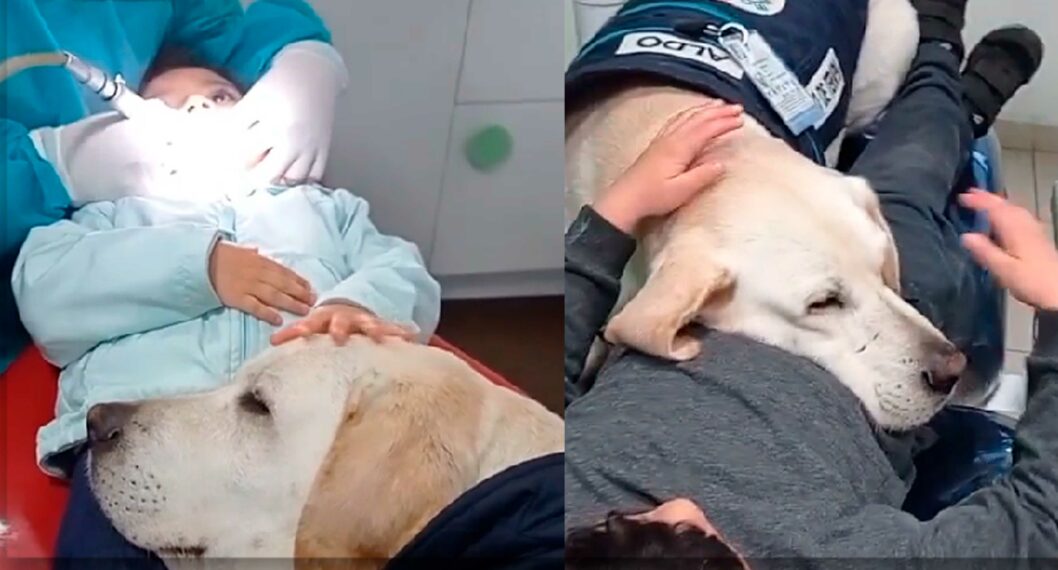 Asistente dental canino, tierno método para tranquilizar a niños en el odontólogo