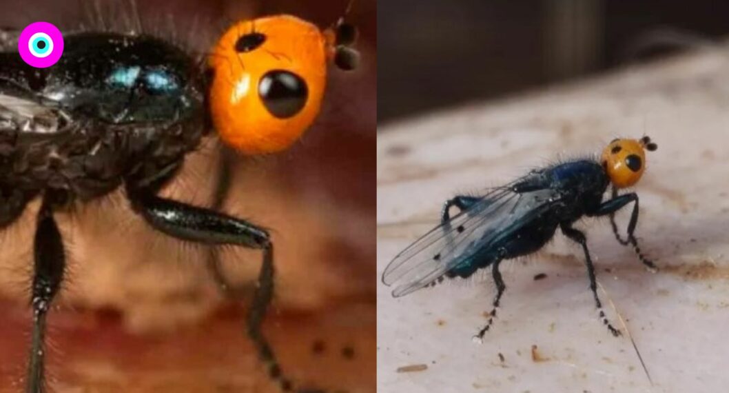 Moscas quebrantahuesos, que se alimentan de carne, reaparecieron luego de casi dos siglos