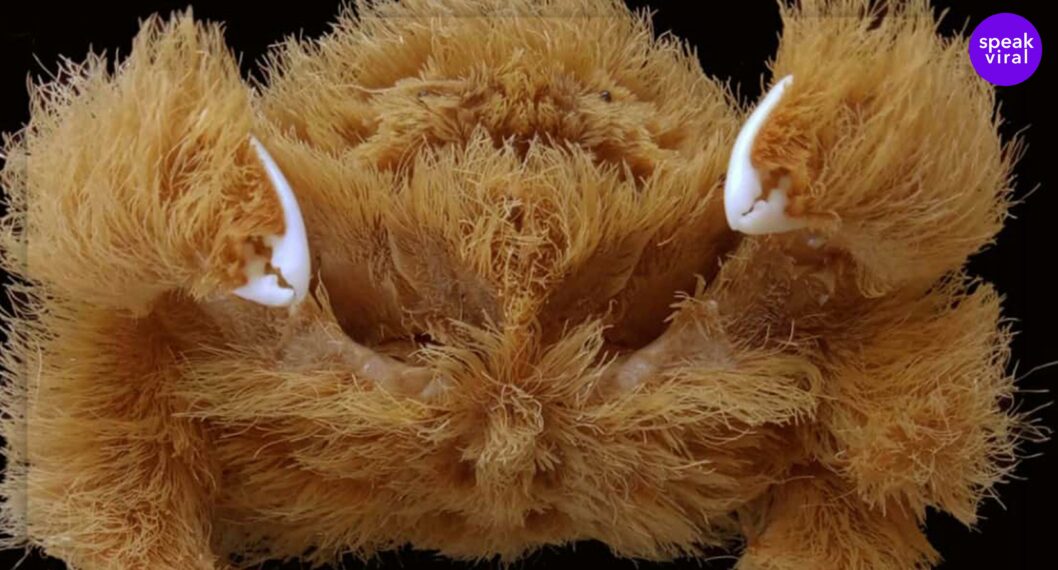 El cangrejo más esponjoso de todos: científicos encuentran nueva especie en Australia