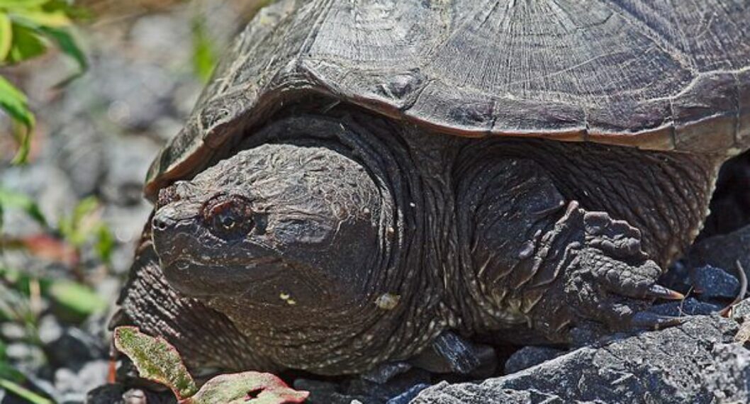 Fotógrafo captó el momento en que una tortuga mordedora derribó a una serpiente de agua.