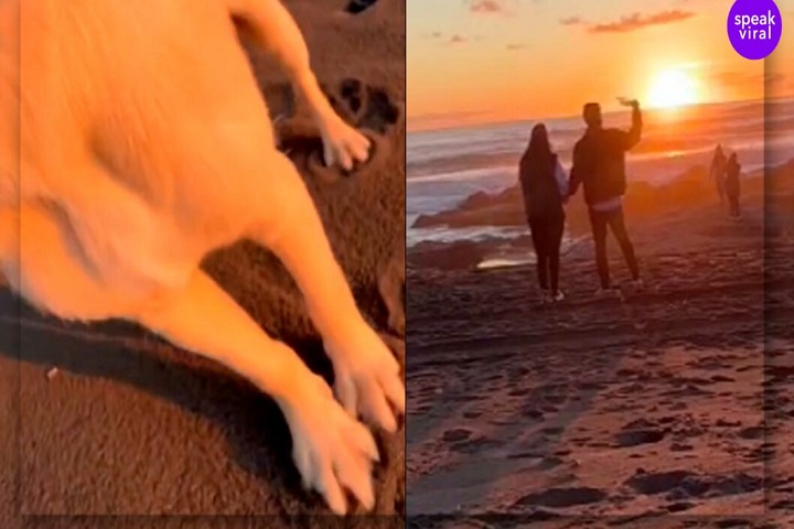 Perro robó el celular de una pareja que buscaba la mejor foto de sus vidas en la playa