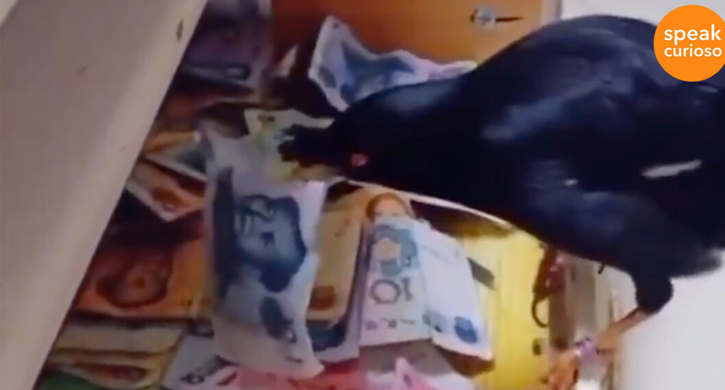 El pájaro que salió 'avión': roba billetes y vuela a esconderlos a casa de su amo.