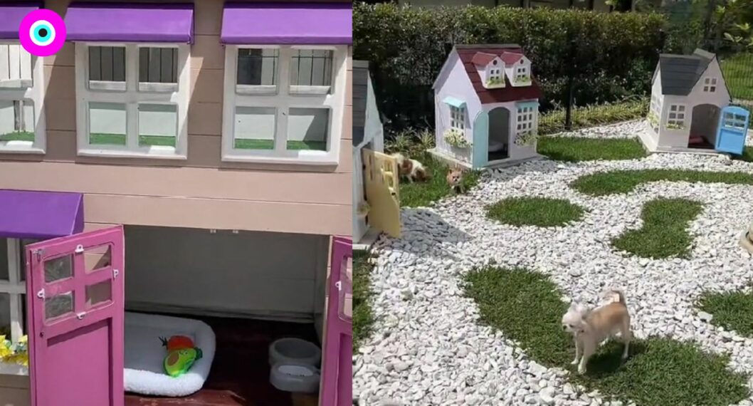 El lujoso condominio que mujer le tiene a sus chihuahuas solo para que vivan como reyes