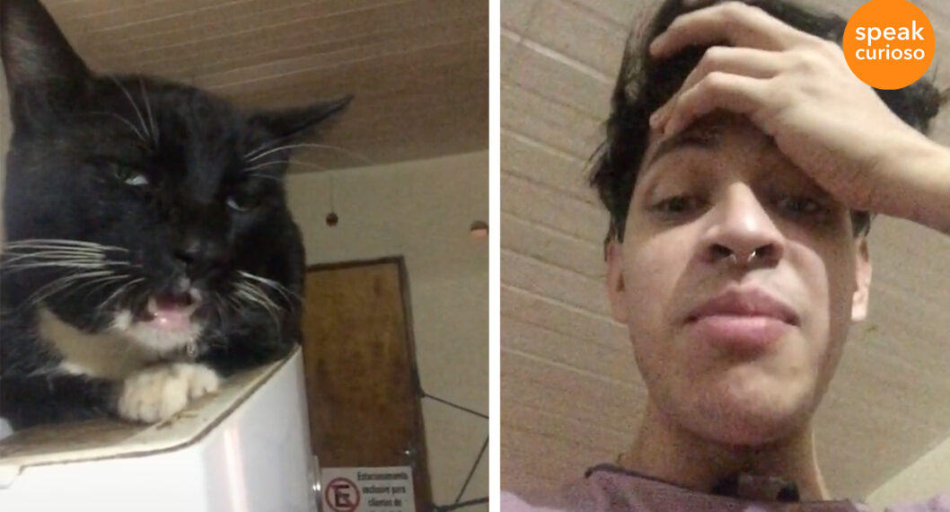 Gato 'volador' se vuelve viral luego de comer brownies de marihuana por accidente.