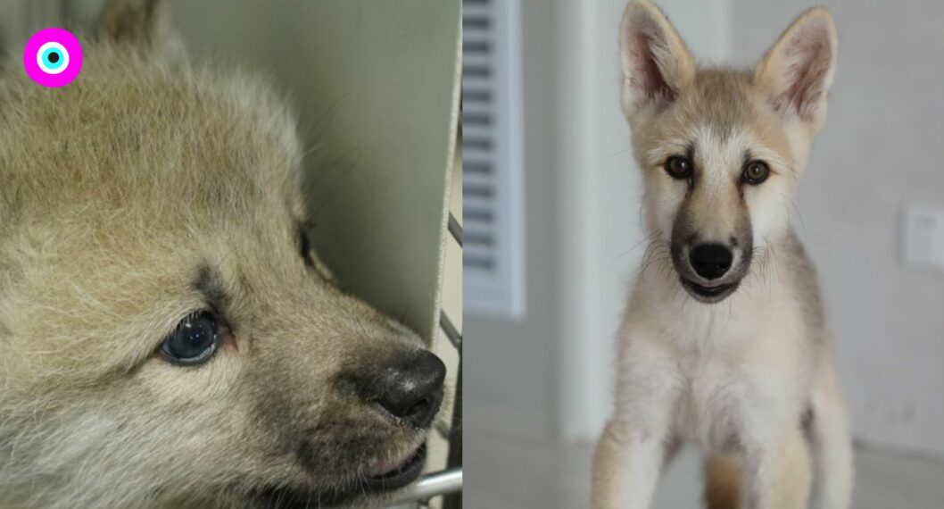Primer clon de un lobo salvaje del Ártico fue todo un éxito: cumplió 100 días y ya juega