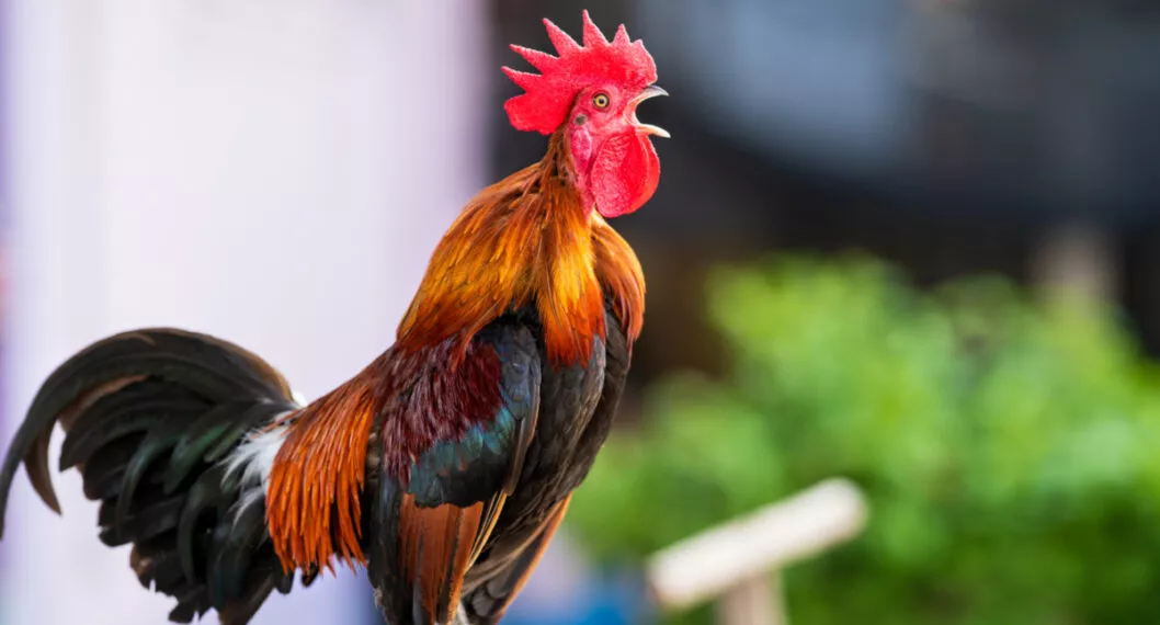 “Es insoportable”: esposos denuncian a vecino por culpa de su gallo; canta todo el día.