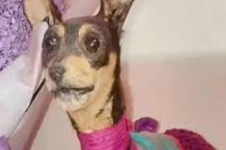 "No quedó como era": mujer lamenta como quedó su perrita luego de embalsamarla