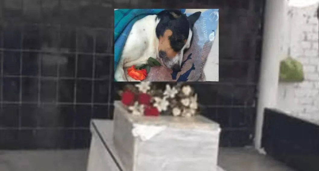 Vecinos de un barrio en Perú le hicieron funeral a un perro con serenata y misa