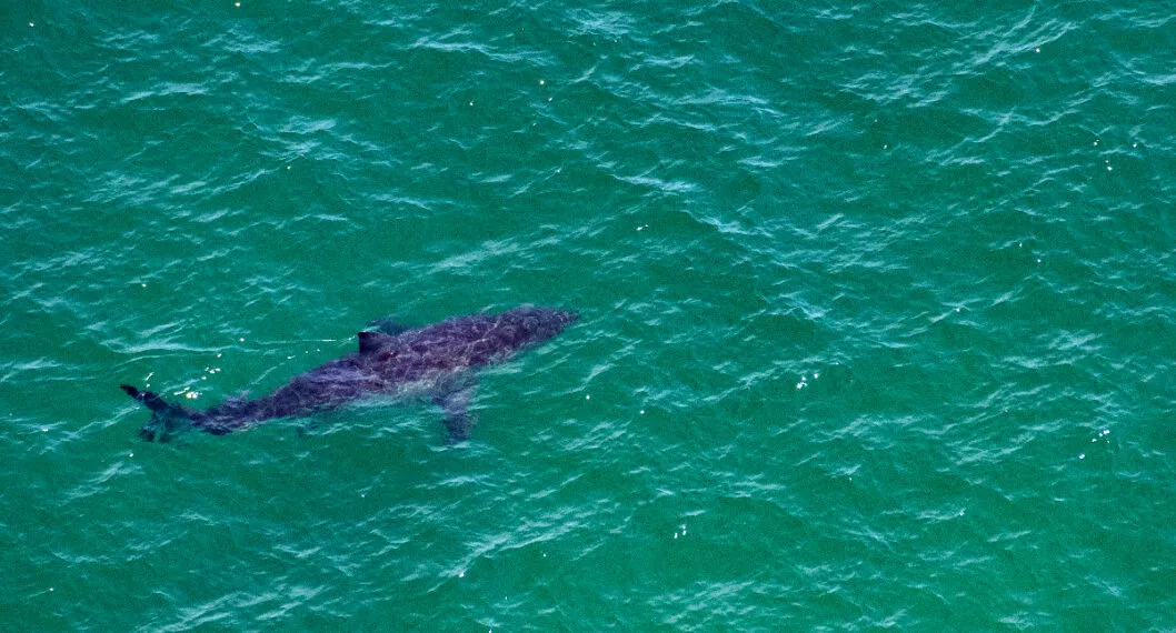 Tiburón de dos metros saltó a barco en Estados Unidos y asustó a tripulantes