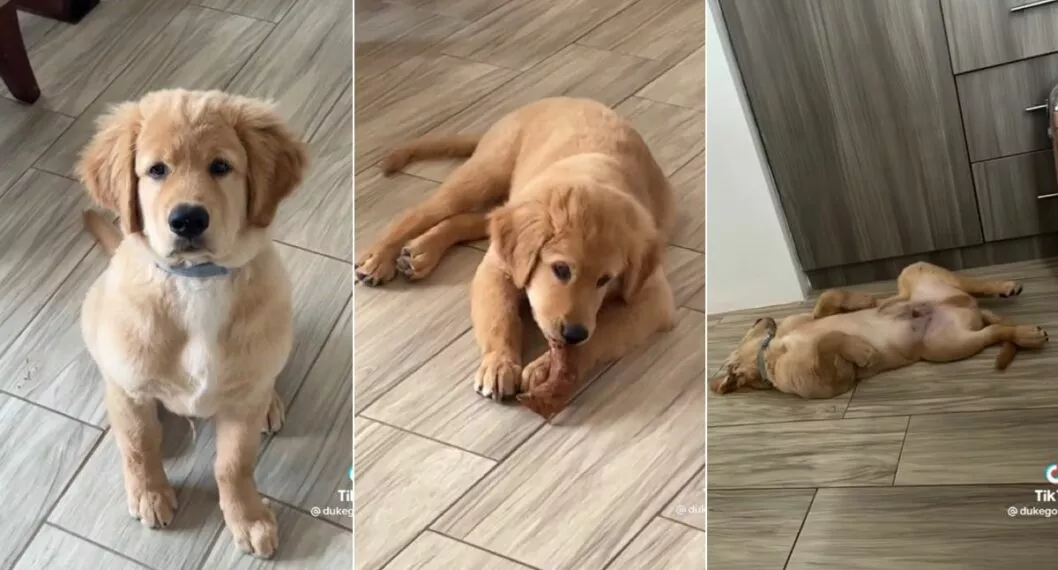 Cachorro tragó 2 pastillas para dormir y asustó más de la cuenta a dueña; video es viral