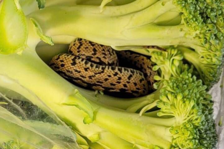 Un hombre se pegó un gran susto cuando encontró una culebra en su brócoli