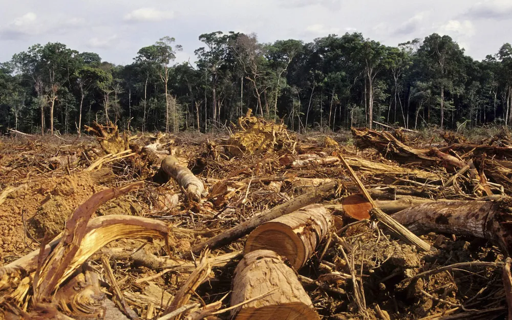 Denuncian incremento de la deforestación.