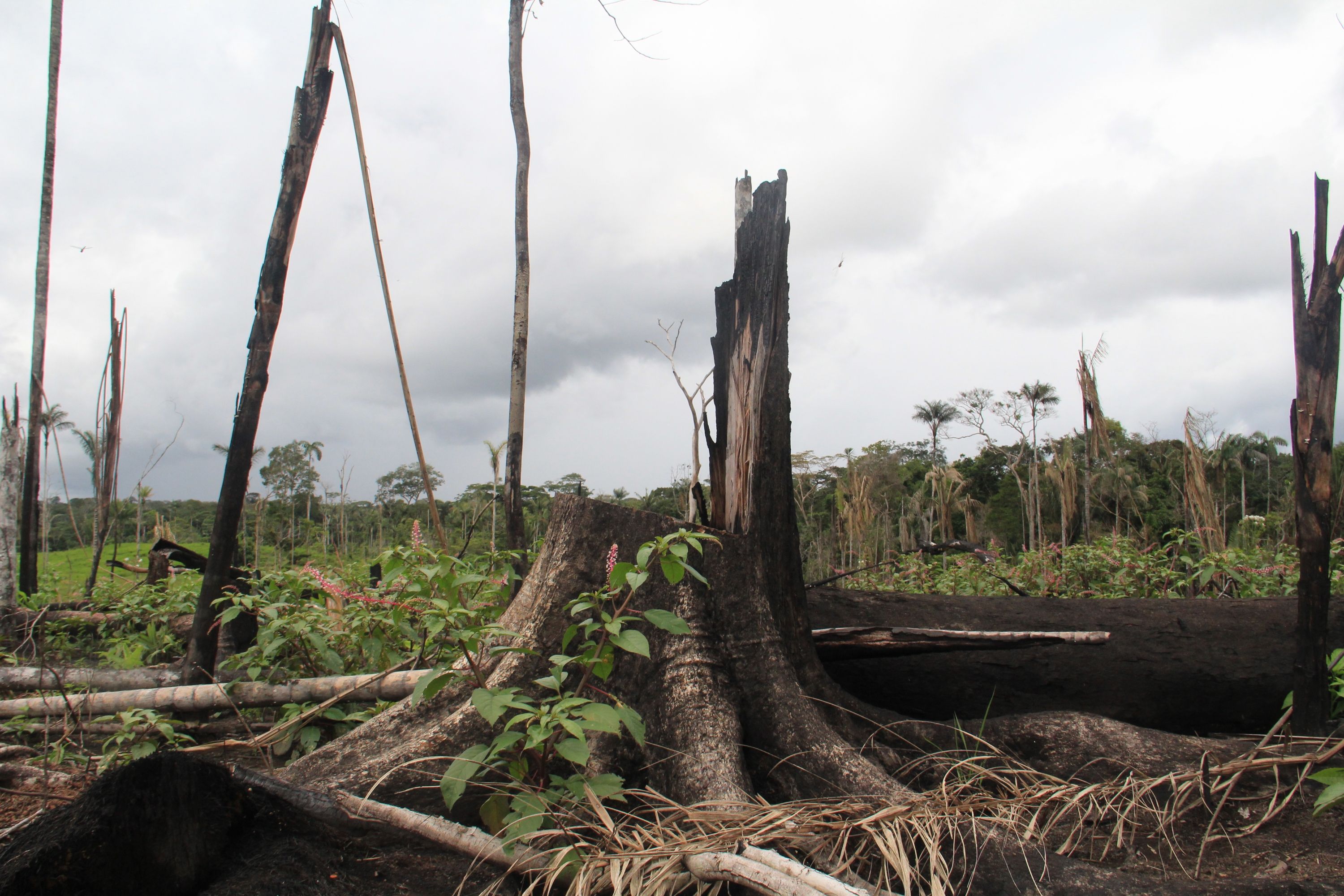 El Huila avanza en la deforestación en los 37 municipios