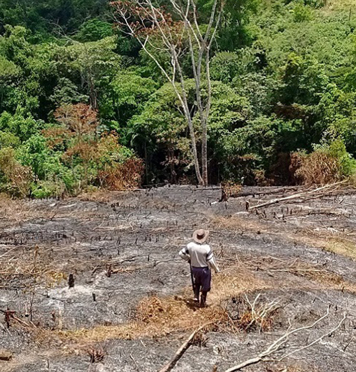 Gobierno hace extinción de dominio a predios en Caquetá y Meta por deforestación.