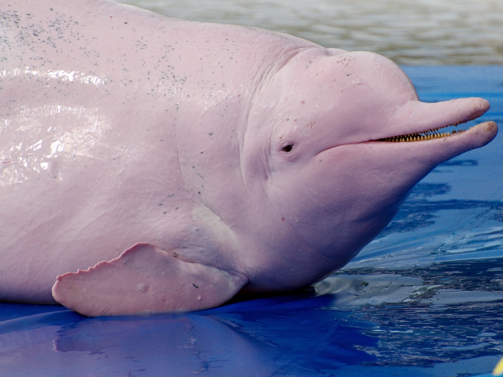 Dos delfines rosados fueron liberados en el Caño Juriepe
